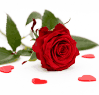 Single Rose 