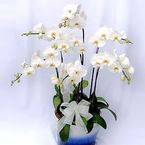 Six white orchids arrangements