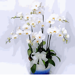 Six white orchids arrangements