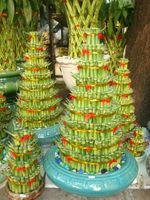  Size layer Bamboo 1 pots