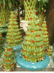  Size layer Bamboo 1 pots
