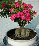 small adenium bonsai Cay su bonsai- cay xanh 
