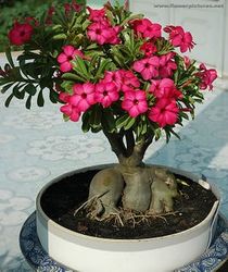 small adenium bonsai Cay su bonsai- cay xanh 