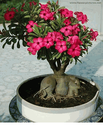 small adenium bonsai Cay su bonsai- cay xanh 