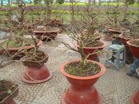 Small Bonsai Hoa mai one pots