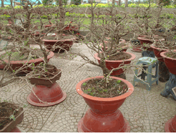 Small Bonsai Hoa mai one pots
