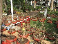 Small Hoa mai