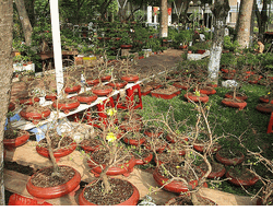 Small Hoa mai