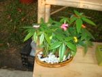 Small Money tree
