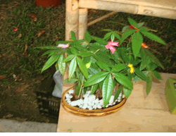 Small Money tree