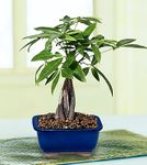 Small Money Tree plants