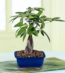 Small Money Tree plants