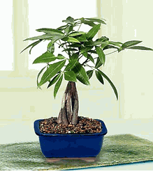 Small Money Tree plants