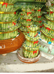 Small size layer bamboo 2pots