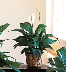 Small Spathiphyllum Plant