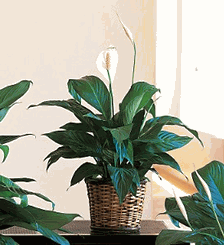 Small Spathiphyllum Plant