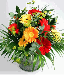 Smile Of Gerbera