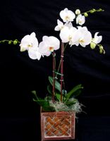Snow White Butterflies 2 stems