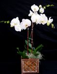 Snow White Butterflies 2 stems