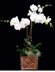 Snow White Butterflies 2 stems