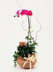 Spray Phalaenopsis Orchid 