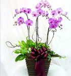 Spring Orchids