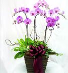 Spring Orchids