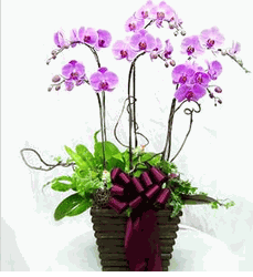 Spring Orchids