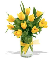 Spring Tulips - Yellow 