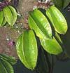 Star Fruit, Carambola, spo; fuand ; belimbing manis ; zaung-ya ; Balimbing ; ma fuang; (Kh&#7871;) 
