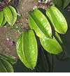 Star Fruit, Carambola, spo; fuand ; belimbing manis ; zaung-ya ; Balimbing ; ma fuang; (Khế) 