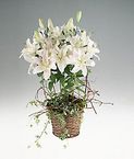 Stem length white lilies in a basket.