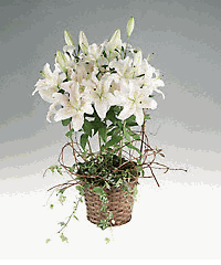 Stem length white lilies in a basket.