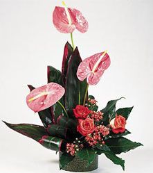 Style Tropical Beauty