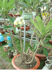 Su tree