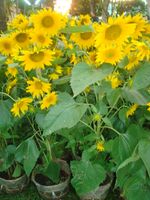 Sunflowers 2pots