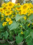 Sunflowers 2pots