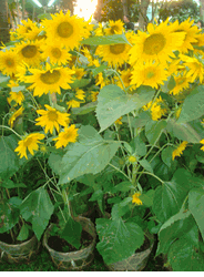Sunflowers 2pots
