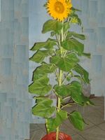 Sunflowers Tree 2pots