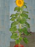Sunflowers Tree 2pots