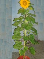 Sunflowers Tree 2pots