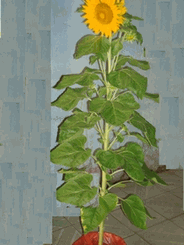 Sunflowers Tree 2pots