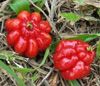 Surinam Cherry, (S-ri Cnh Sen) - Tropical cherries