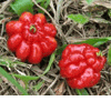 Surinam Cherry, (S�-ri C�nh Sen) - Tropical cherries
