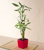 tall Lucky Bamboo Plants