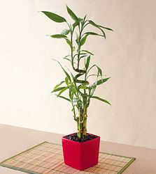 tall Lucky Bamboo Plants