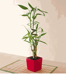 tall Lucky Bamboo Plants