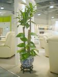 TALL PLANT