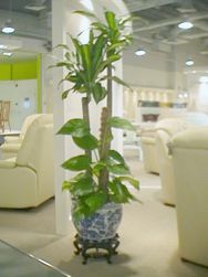 TALL PLANT
