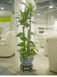 TALL PLANT